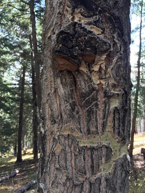 Bandelier Scarred Tree Trunks