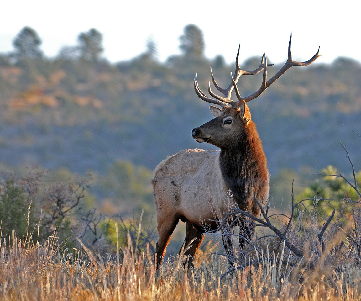 Bandelier Turned bull elk
