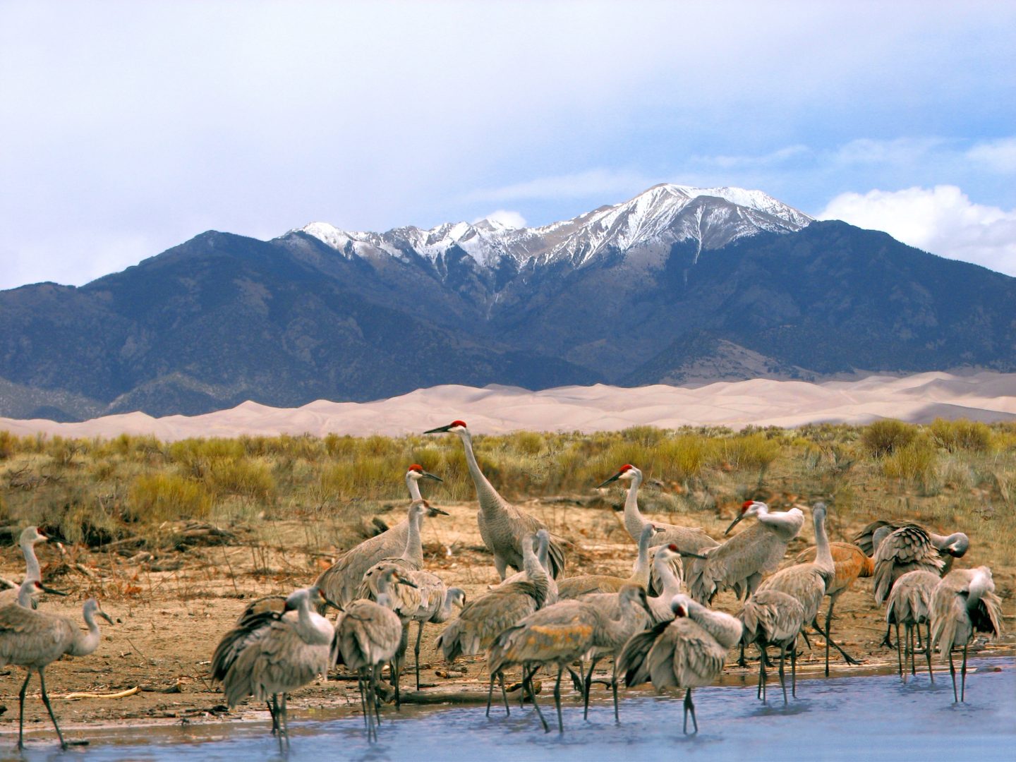 Sandhill Cranes at Great Sand Dunes National Park and Preserve