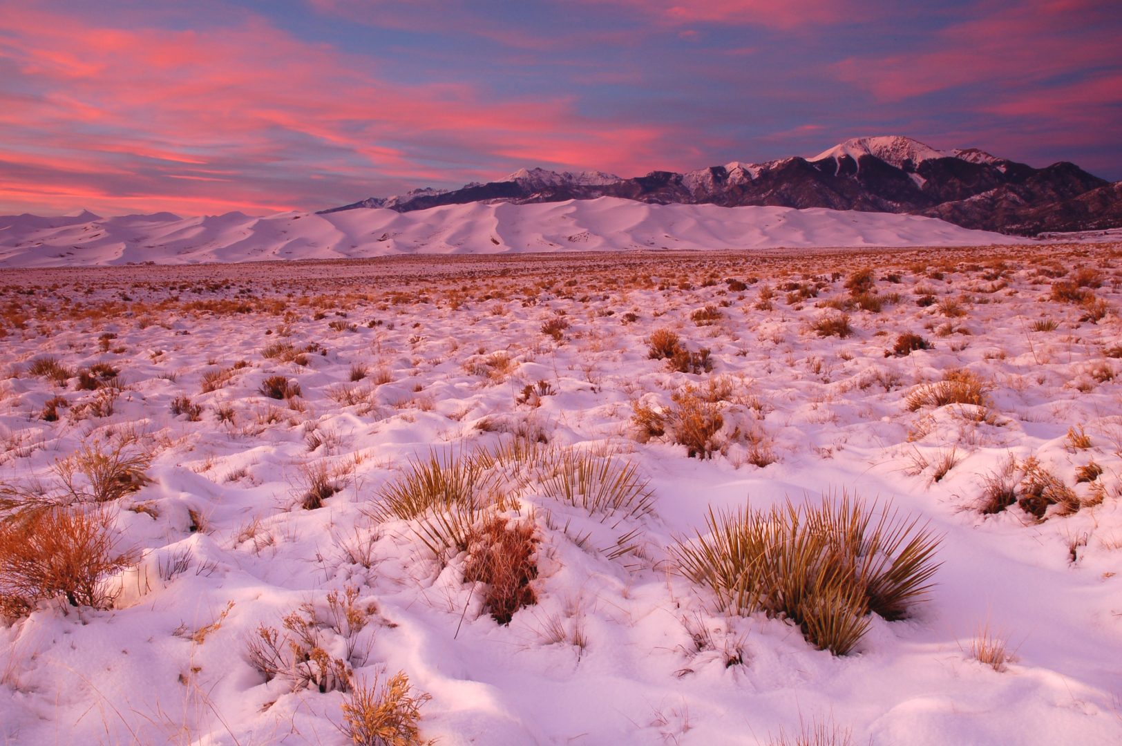 Snow blankets Great Sand Dunes national park with tufts of grasslands poking through. Pink sunset
