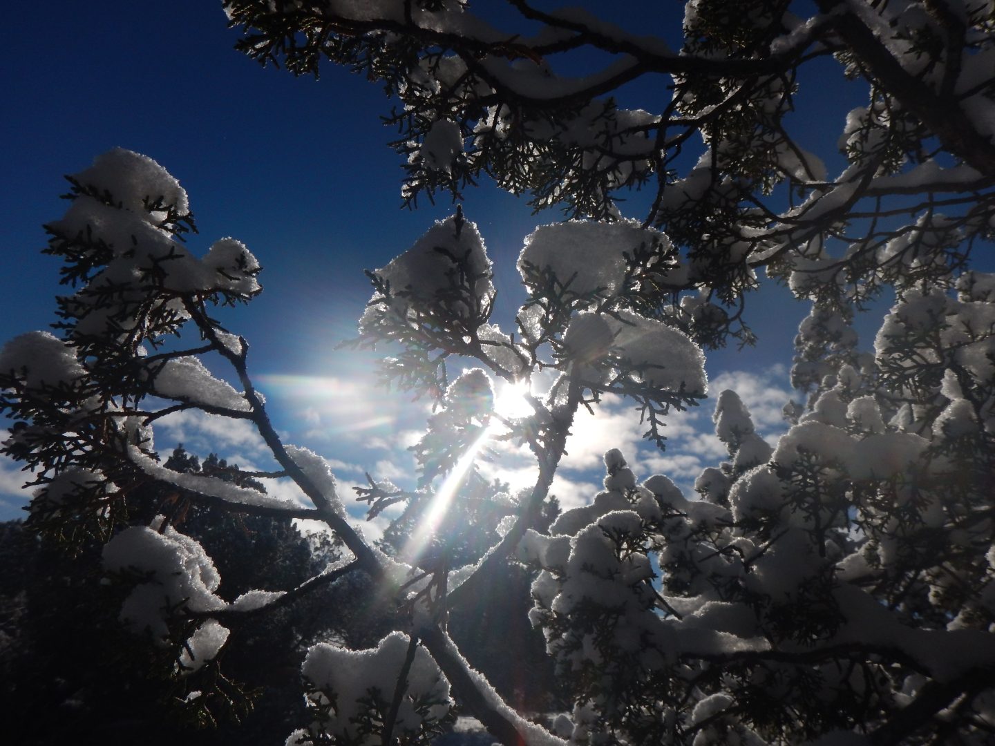 Snow melting on tree branches as the sun shines through in the background at El Morro National Monument.