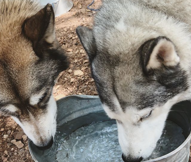 Two huskies drink water at Chickasaw National Recreation Area