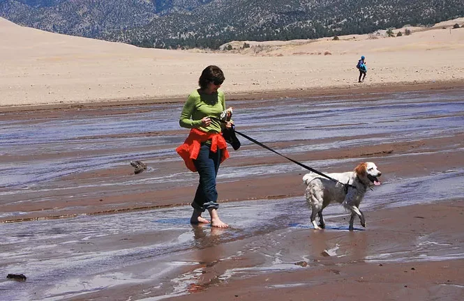 Dog splashes in water at Great Sand Dunes National Park in Colorado with owner