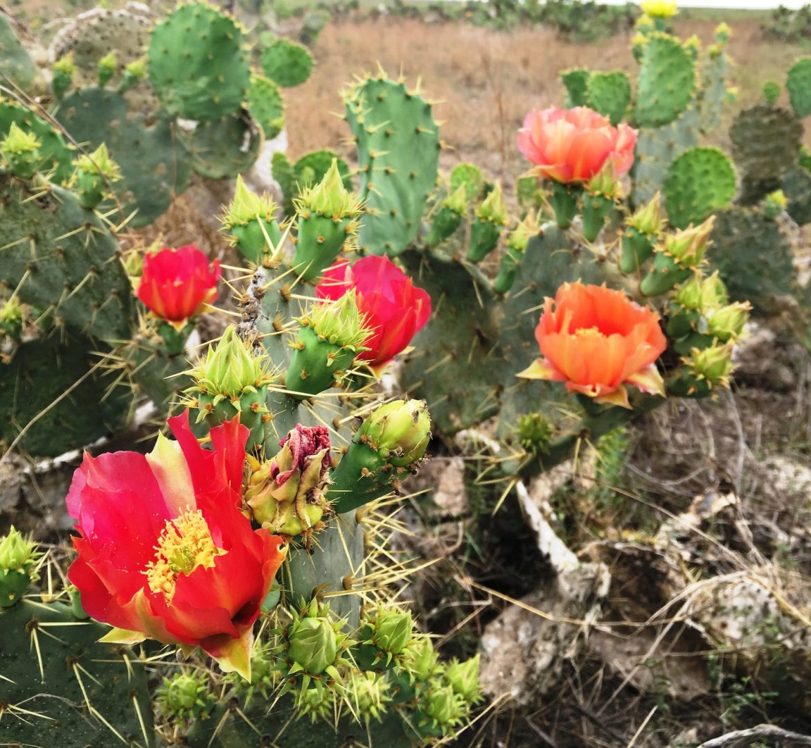 Colorful blooms on prickly pear cactus at Palo Alto Battlefield National Monument