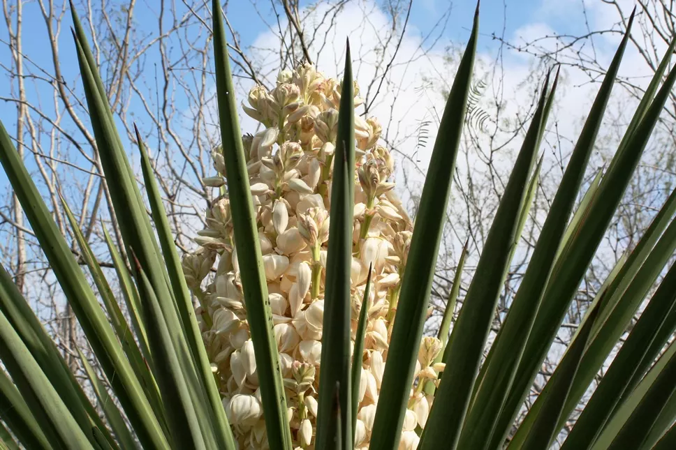 Yucca in bloom at Palo Alto Battlefield National Monument (courtesy of NPS).