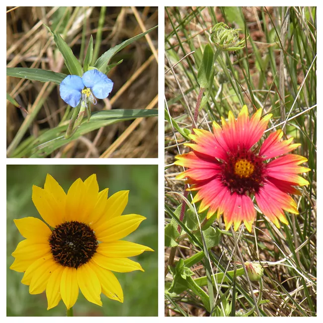 Wildflowers at Washita Battlefield